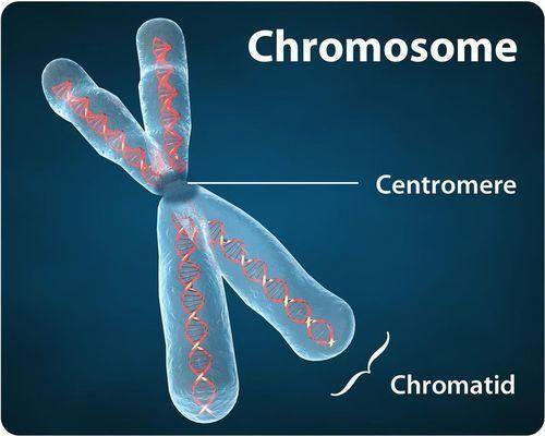 During the prophase step of mitosis the chromatin, which is very tightly packed, become chromosomes that are visible under a microscope. These structural changes can be seen in Figure 6.14 below.