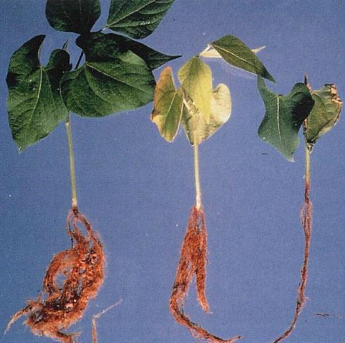 (snap beans) Non-inoculated Pythium Aphanomyces