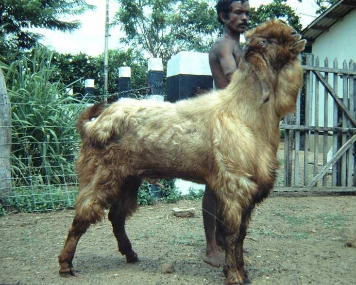 Goat breeds typical for