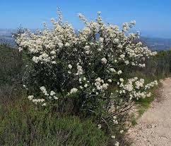 Native plants such as buckwheat take a long time to grow from seed following a fire.