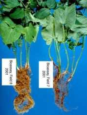 Functional Processes in Soil Good Tilth (structure) Physical support for plants Aeration Soil water storage and movement Resistance