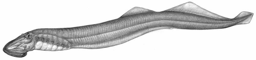 Progress of Recovery Strategy Implementation for Cowichan Lake Lamprey (Entosphenus