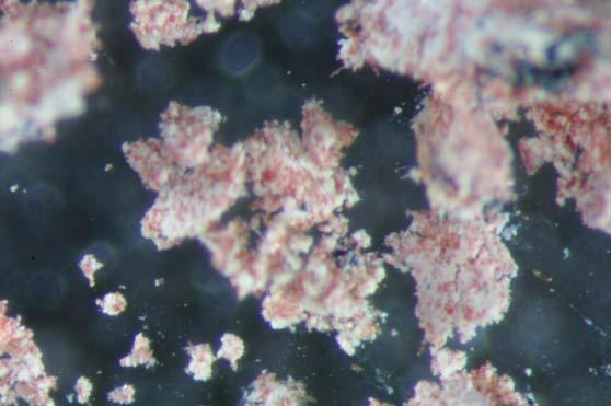 Supplementary Information S2. Studies of coordination polymer (2) by microscopy. A light microscope image of the isolated product (Fig.