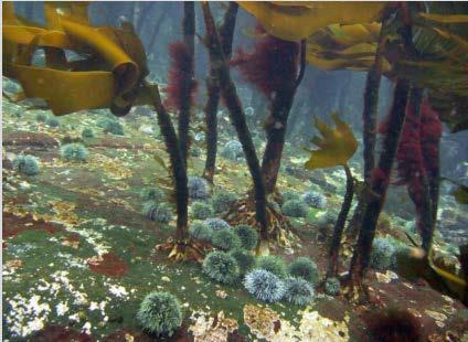 Natural drivers Sea urchin graze on kelp and will ultimately