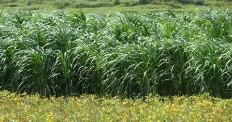 VIASPACE Grows Giant King Grass VIASPACE is a biomass provider Not a biofuel producer or