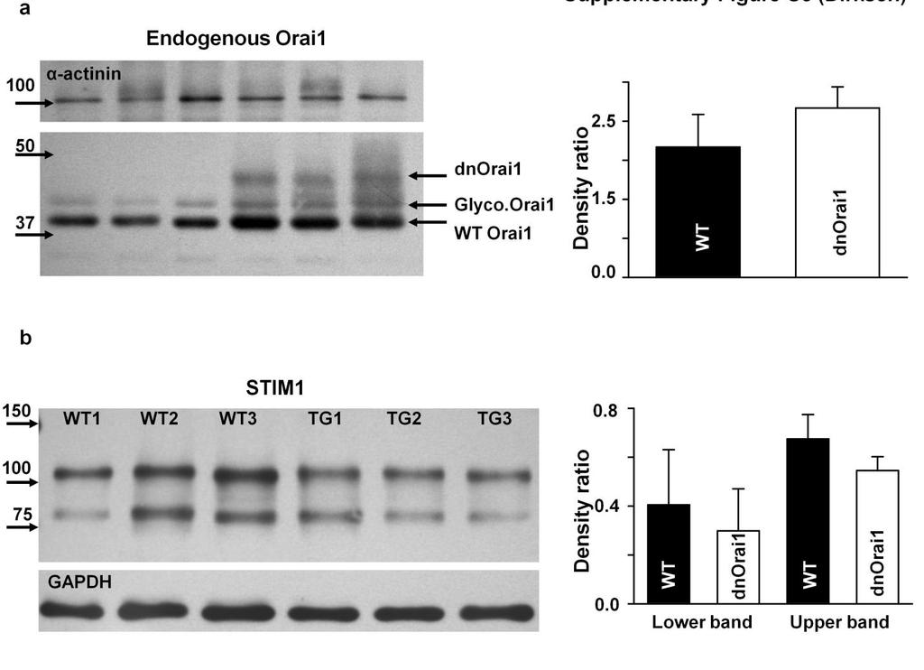 Supplementary Figure S3. Relative expression of endogenous STIM1, endogenous Orai1, and dnorai1 protein in dnorai1 mice.