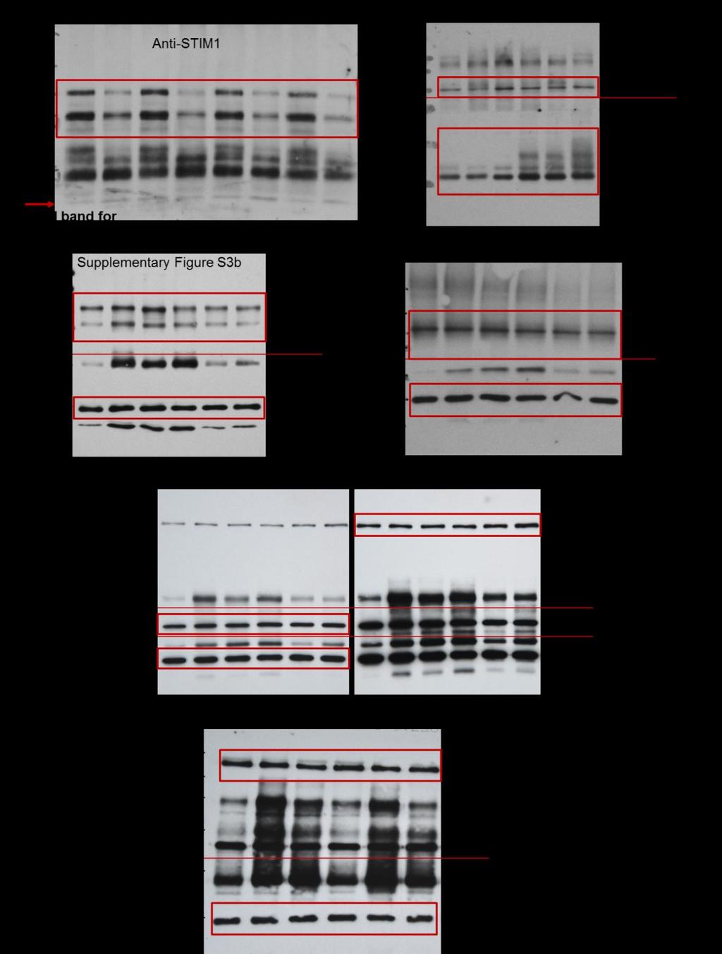 Supplementary Figure S7. Full length images for immunoblots.
