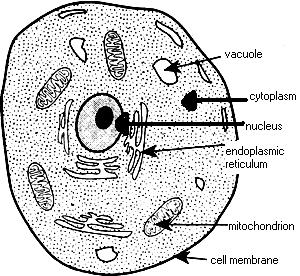 Parts of the Cell Theory The cell is the unit of in all living things. The cell is the unit of in all living things. All cells come from cells.