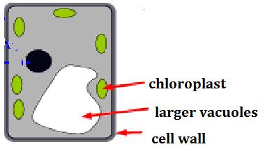 excess water from the cell -- found in plant cells and algae carries on the process of photosynthesis -- surrounds