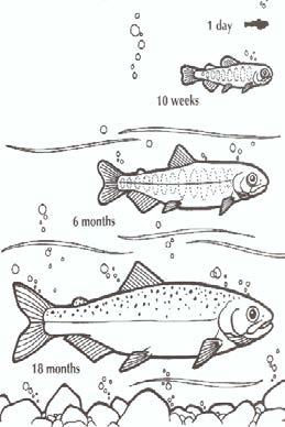 Bioaccumulation Growth correction Juvenile fish in OECD 305 (rainbow trout, carp, bluegill) 30 Consume up to 3% of their body weight per day Grow fast, body weight increase of 3% per day High caloric