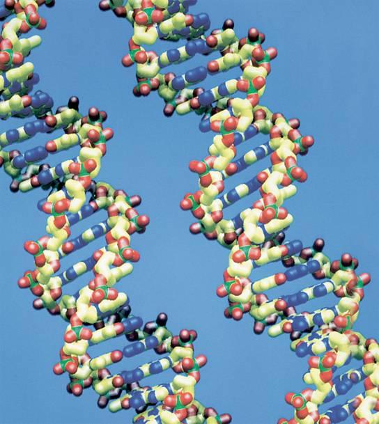 12-1 DeoxyriboNucleic Acid There are 2 molecules shown in this image. The structure of one molecule is a double helix, or twisted ladder.
