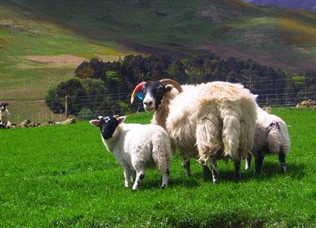 Lowland and Hill Lamb Production in Ireland Output: 1.
