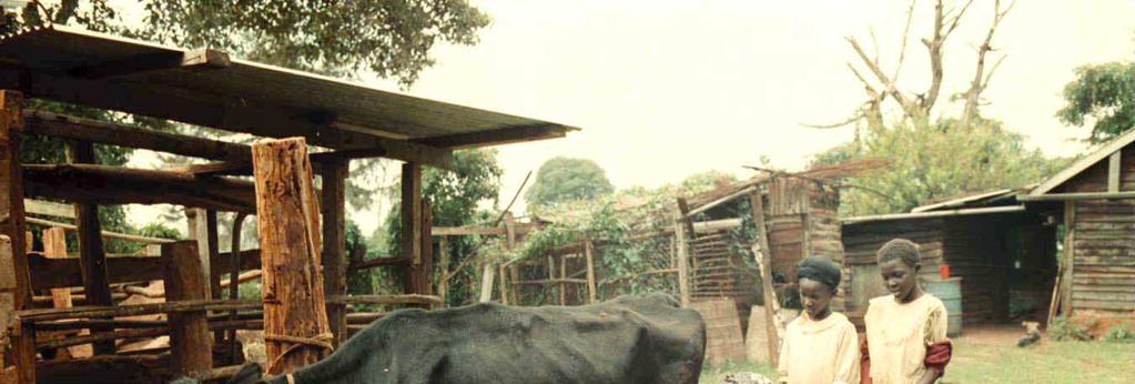 case-studies: Integrated Agriculture-Aquaculture (IAA) systems Vietnam dairying Kenya Impact on