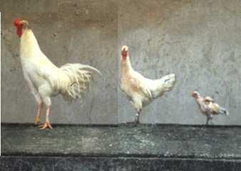 Village poultry Contributions to livelihoods People prefer local chickens and eggs better taste better prices Production low, economic results low Productivity very high Environmental impact?