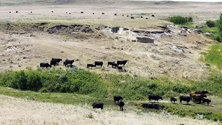 2017 LIVESTOCK FORAGE DISASTER PROGRAM (LFP) AVAILABLE LFP provides compensation to eligible livestock producers that have suffered grazing losses for covered livestock on land that is native or