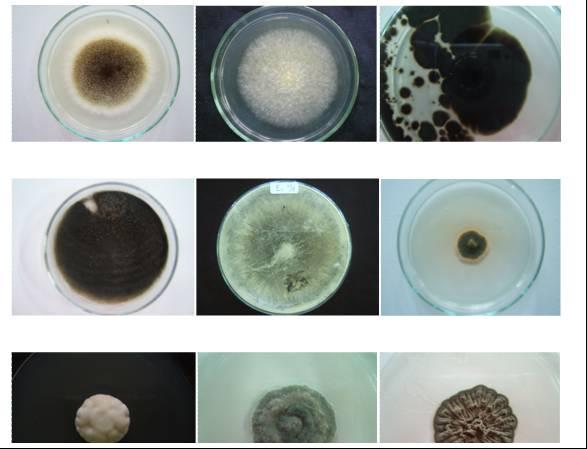 Others fungi were found inside root s cell: A. Aspergillus niger, B. Chaetomium sp, C.