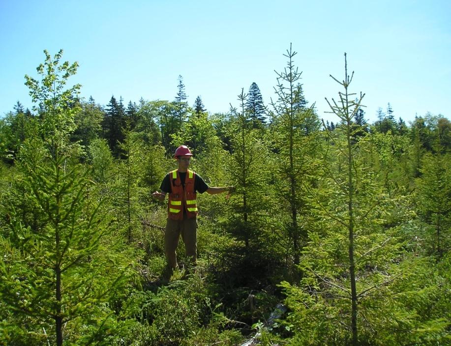 Silviculture Treatments Pre-Commercial Thinning (PCT) Density control Most popular treatment Natural