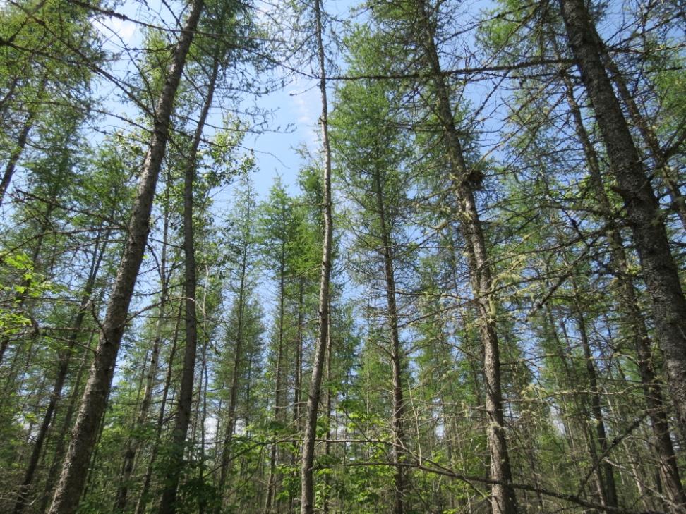 Silviculture Treatments Commercial Thinning Extracting merchantable wood Natural stands or