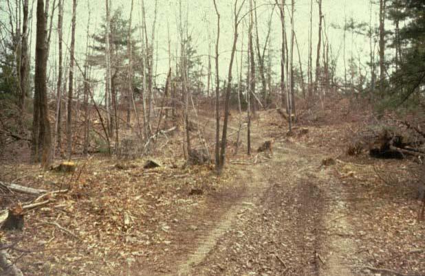 Your woodlot is in fact, a historical document which faithfully
