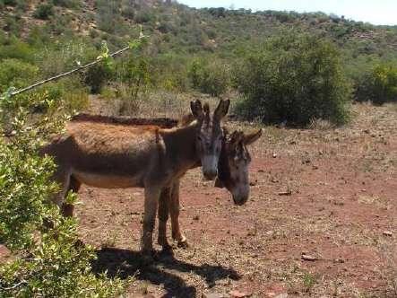 Donkeys Probable goat