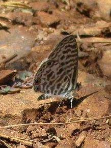 Swallowtail (Papilio