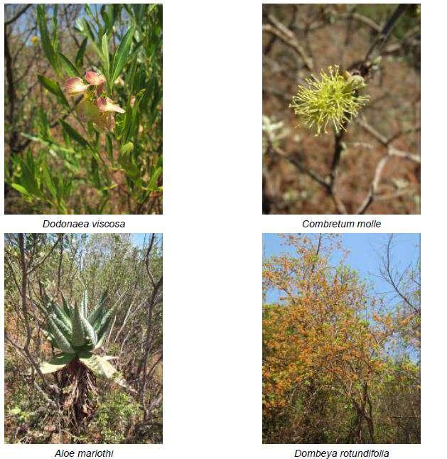 Figure 9: Photographs of Examples of vegetation species found on site(photos by: NSS, 2017). 8.