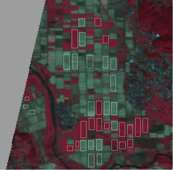 8 shows double bounce scatter component in Freeman and Durden three components decomposition analysis. In the August image, double bounce scatter component are appear at planted paddy fields.