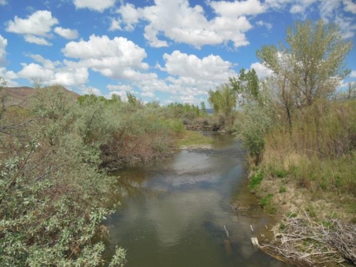 Looking Forward Nevada Program focus Walker Basin Conservancy Expanded role Increased capacity Broadened Board Revegetation activities, riparian corridor