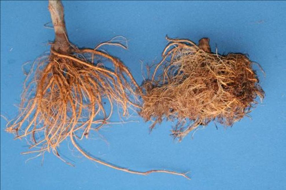 Results Rootsystem of