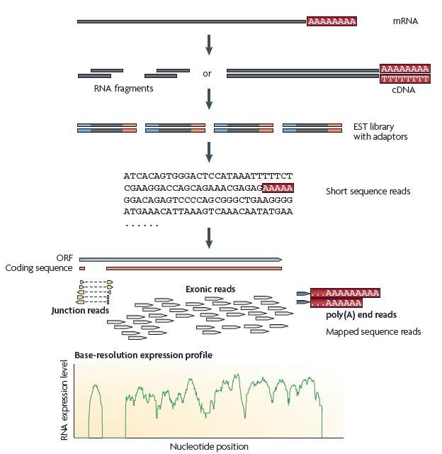 Overview of an RNA-Seq experiment 8 Wang, Z., Gerstein, M. & Snyder, M.