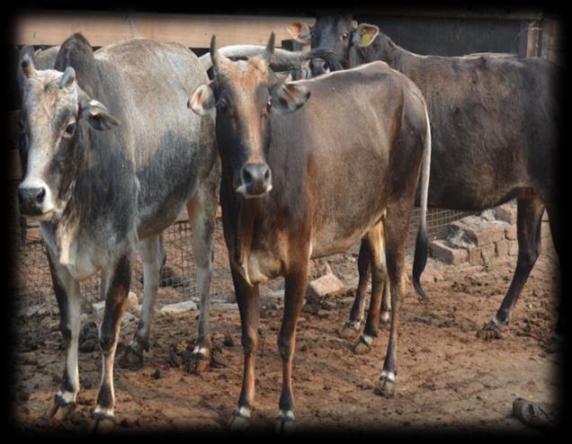o Supply of bulls of Sahiwal and Murrah breeds to farmers and agencies in different locations in