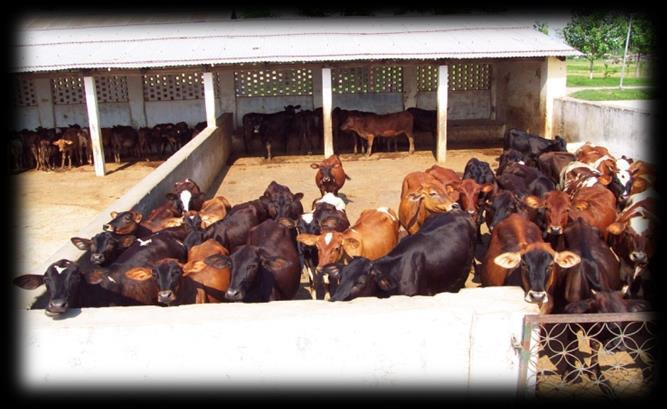 o Research on various aspects such as breeding, feeding, management, disease control and dairy