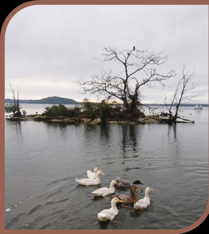 Puarenga Stream alum dosing Summary of effects on lake biota 2015
