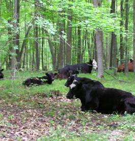 Problem One third farm woodland Central Hardwood Region is grazed, but unmanaged, 70% in western United States.