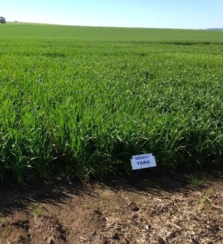 Able in Durum Crop at