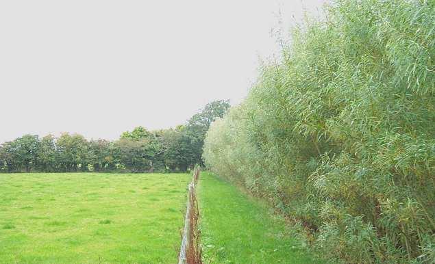 The Innovation Short Rotation Willow trees, trialled in NI since 1977 The Willow Crop July, Year 1, After Cut Back Why Willows:- The Willow Crop, July, Year 3, Year of Harvesting -Indigenous, found