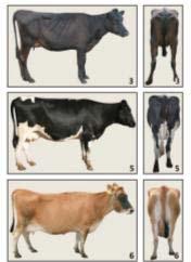 108 Appendix Diagram A.1. Diagrammatic illustration of selected linear type traits measured in New Zealand dairy herds.