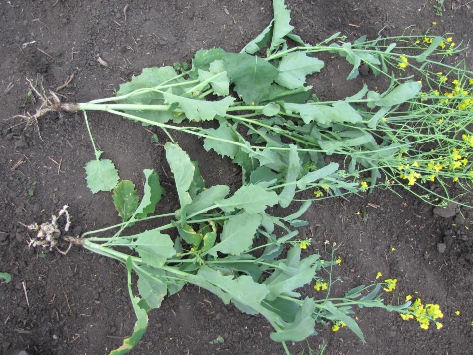 Clubroot is a serious soil-borne disease of canola, mustard and other crops in the cabbage family. As the name suggests, roots of infected plants have a club-like (galled) appearance.