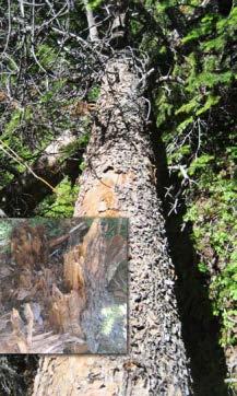 in the SPORL process. As bark beetle outbreaks are cyclical in nature and often occur across western conifer forests, there will likely be a continuous source of raw material.
