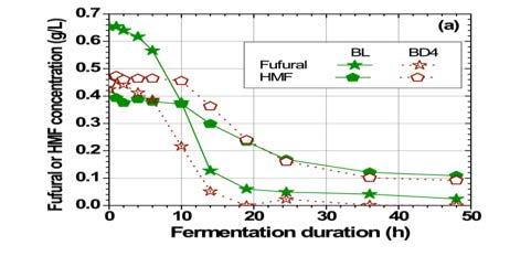 Effect of beetle infestation on time-dependent furan (fufural and hydroxymethylfurfual) metabolization in fermentation broths: (a) trees harvested from the Canyon Lakes Range District of the Arapaho