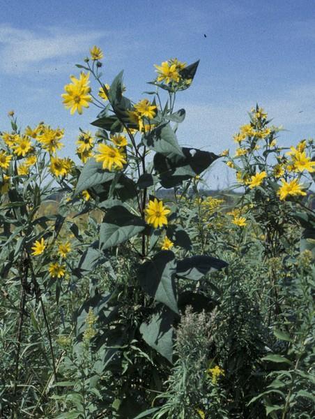 Jerusalem Artichokes (Helianthus tuberosus) Potential for Growth Potential to expand
