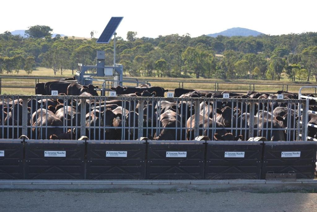 Where and How Can I Collect Feed Intake on My Animals? Feed Intake collection can be conducted either on-farm, or at a central-test facility (e.g. Tullimba Feedlot, Kingstown, NSW).