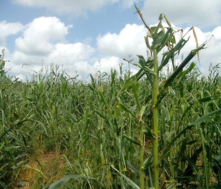 12 HECTARES OF MAIZE FIELD