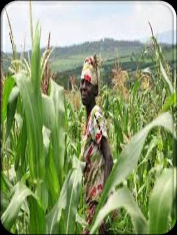 Commodity Association Farmers Maize