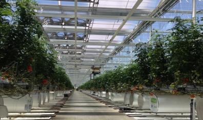 of operating mega-scale greenhouses Decades as an industry leading, fully