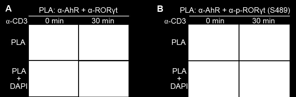 (A) or between endogenous AhR and phosphorylated RORγt (B) in murine primary T cells.