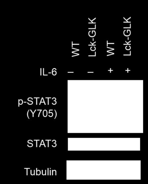 A B C Fig. S4. GLK transgene does not regulate IL-23 receptor expression, STAT3 phosphorylation, and RORγt-binding element at the 120 region of the IL-17A promoter.