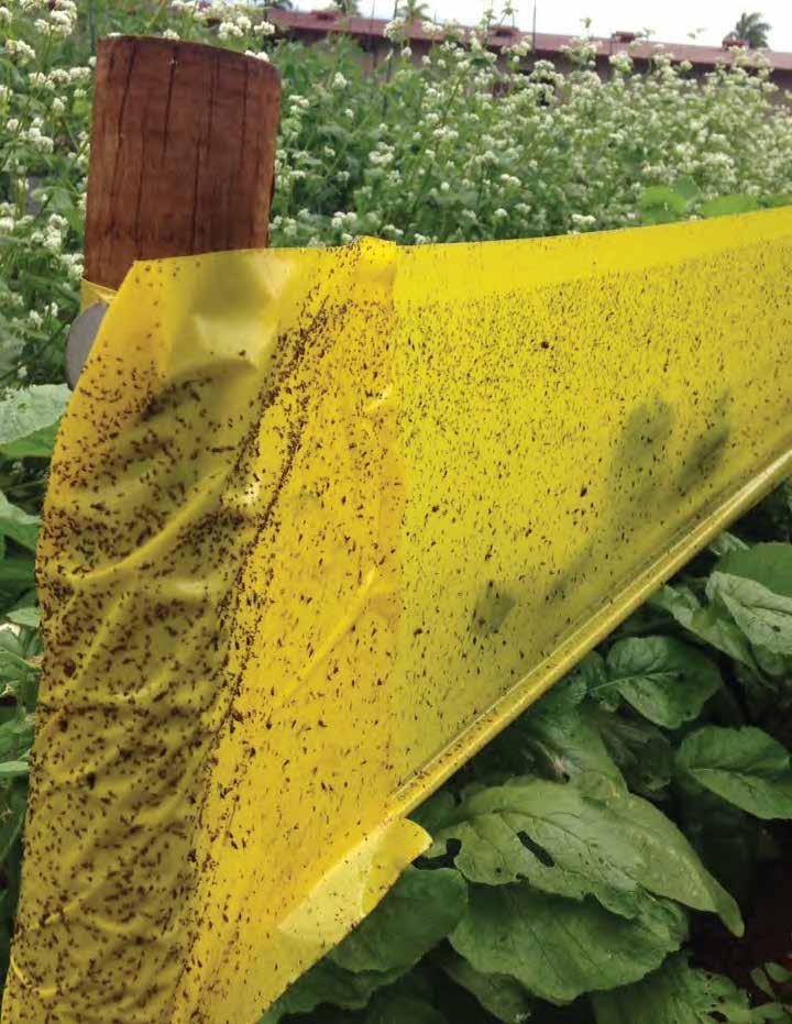 Monsanto uses Integrated Pest Management (IPM) practices a system of robust evaluations, careful
