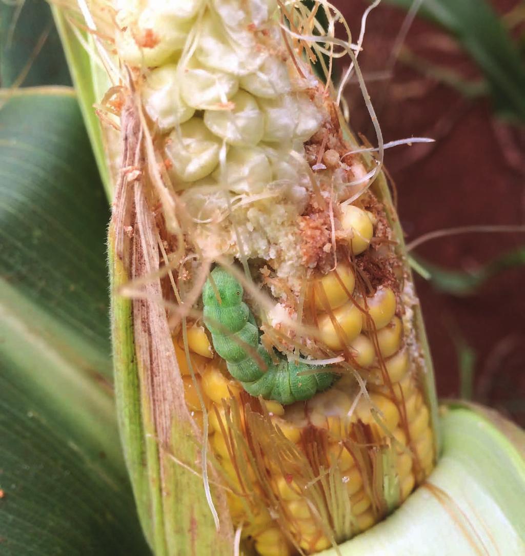 Photo of a corn