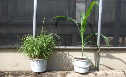 Push-pull, plant signaling and FAW control R H S OH R H S O Growing maize next to
